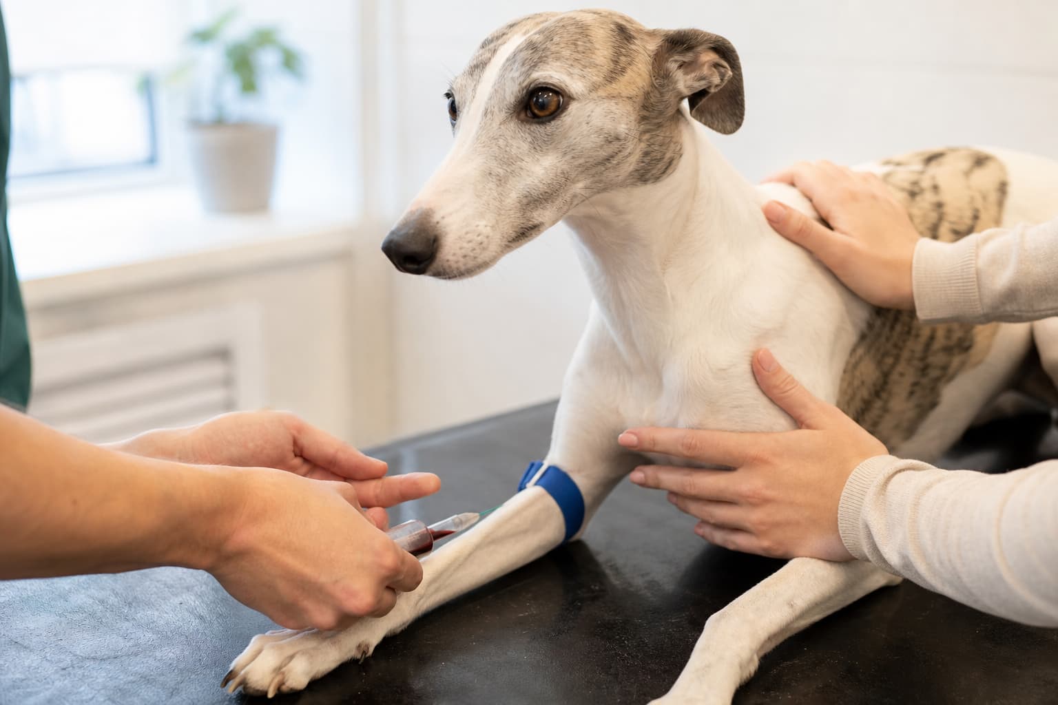 A dog having a blood sample taken at a veterinary clinic